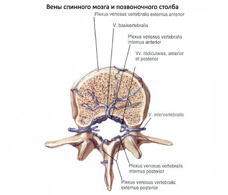 Spinal cord