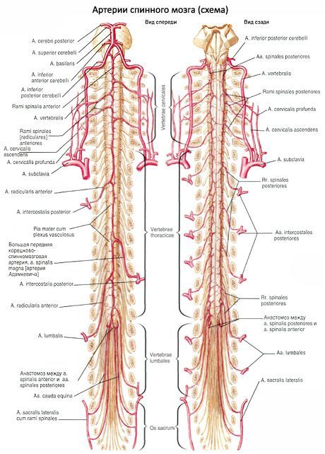 Spinal cord 