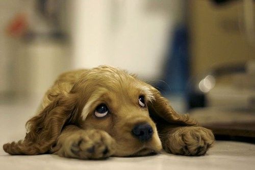 Dog feeling of sadness