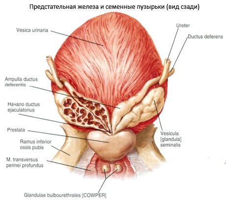 Средневековая арабская