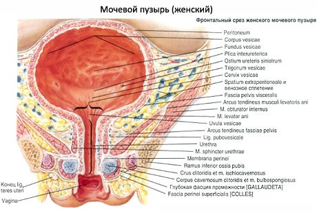 Female urethra, female urethra