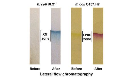 Express test for rapid detection of water pollution in places of bathing