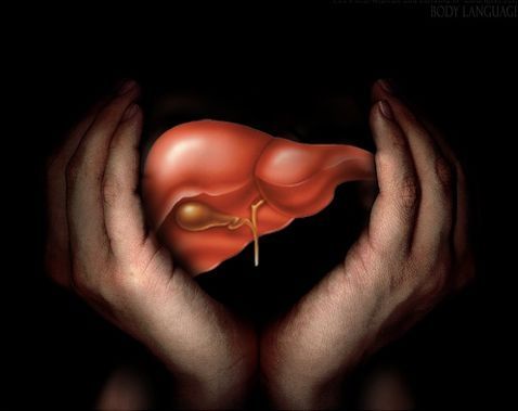 Human liver from stem cells