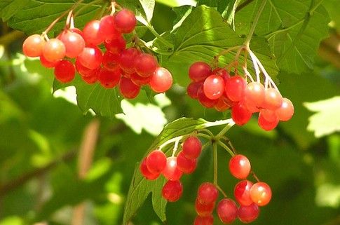 The skin with dermatitis on legs will also cure viburnum