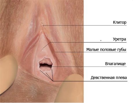 Hymen (photo)