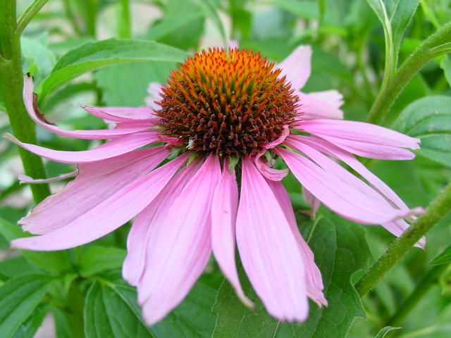 Echinacea for colds can help, strengthening immunity, and may not have any effect on the body. 