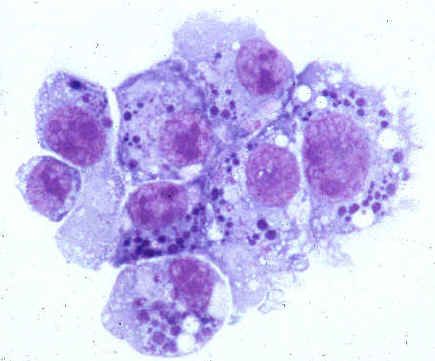 Pathogens of human anaplasmosis (family Anaplasmataceae)
