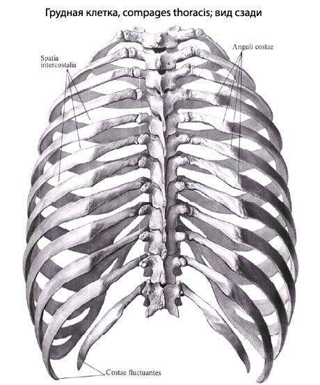 rutine nyhed Forhandle Chest: anatomy, structure, function