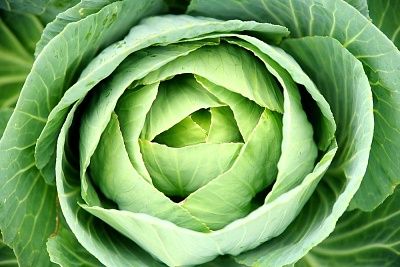 Cabbage helps reduce side effects after radiotherapy