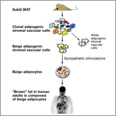 Beige fat cells will help in the fight against obesity