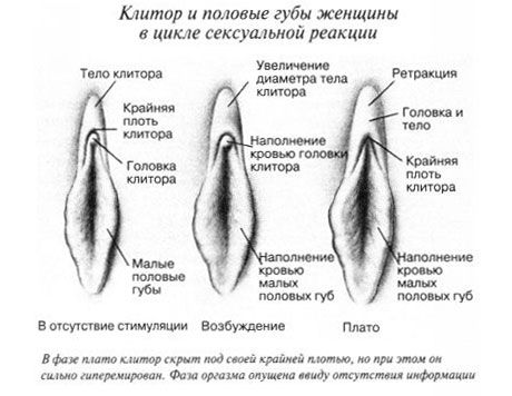 Clitoris during intercourse