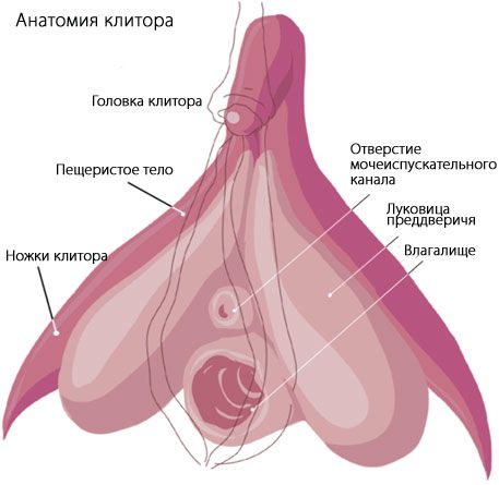 Anatomy of the clitoris