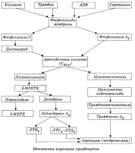 The initial stage of hemocoagulation and the mechanism of local hemocoagulation homeostasis