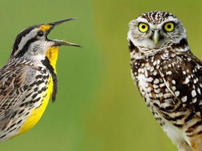 Larks are happier than owls