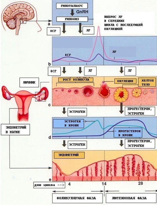 Monthly cyclic changes in the reproductive system of a woman