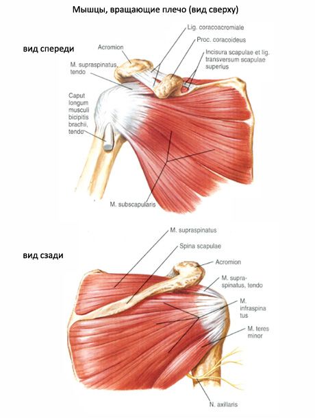 Subscapular muscle