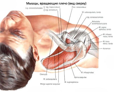 Muscular and subacute muscles