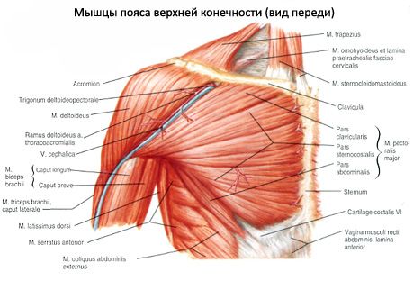 Muscles of the breast