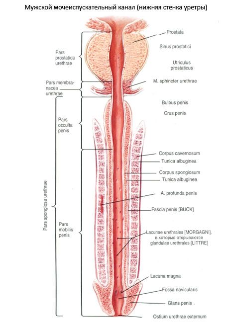 Male urethra, male urethra