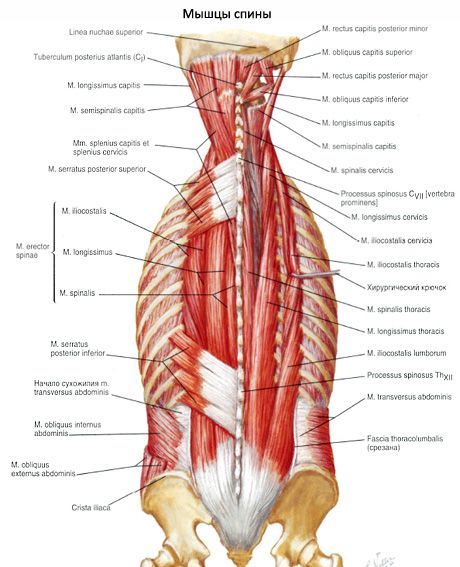 Muscle, straightening the spine