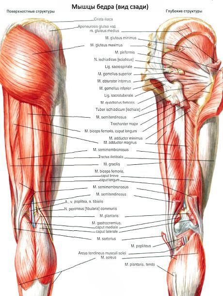 Upper and lower twin muscles 