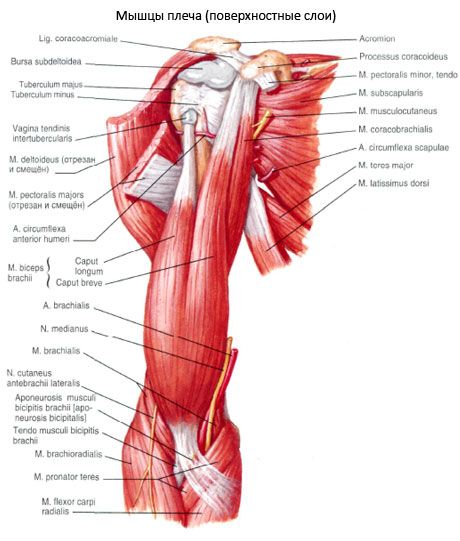 The biceps arm (shoulder biceps)