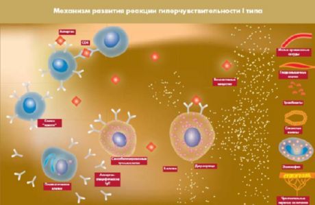 Opened protein, which will be a new target for diabetes