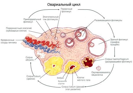 Ovogenesis.  Menstrual cycle