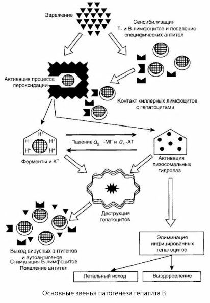 The pathogenesis of hepatitis B