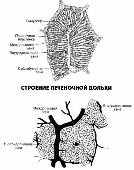Structure of the hepatic lobe