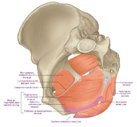 Muscles of the diaphragm of the pelvis