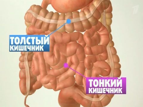 Human intestine