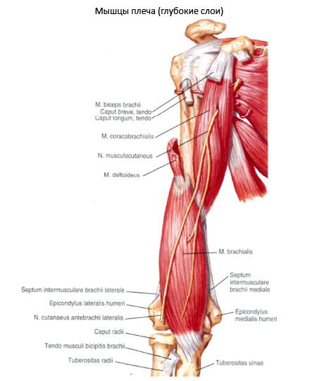 The biliary-humeralis muscle (m.coracobrachialis)
