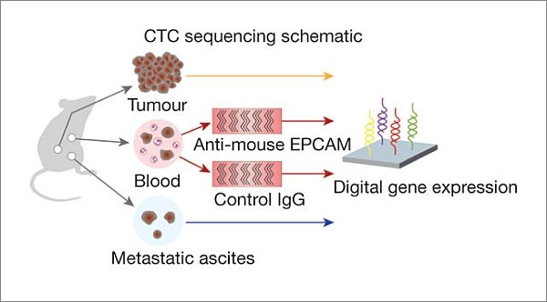 Scientists have come to a complete cure for pancreatic cancer