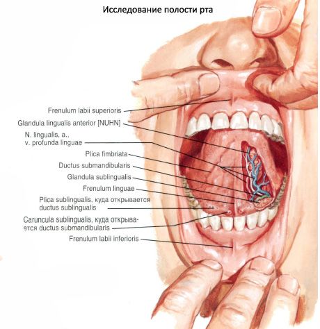 Sublingual salivary gland