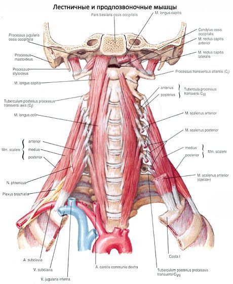 Nasal neck muscles