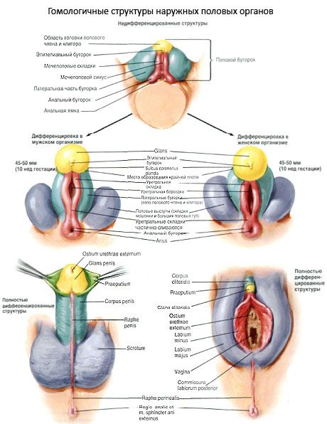 Homologous structures of the external genital organs