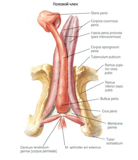 Sexual penis (penis)