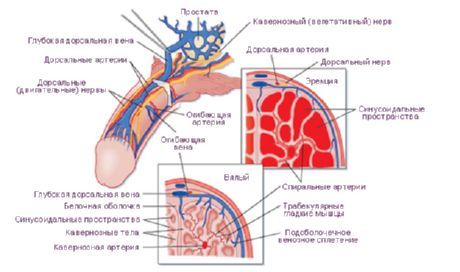 Vessels and nerves of the penis