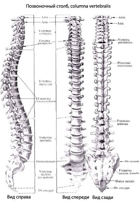 Vertebral column (spine)