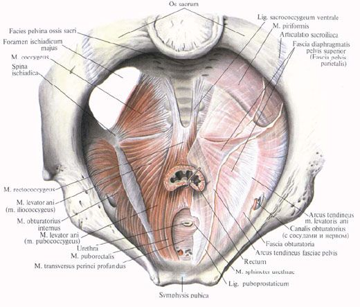 Diaphragm of the pelvis