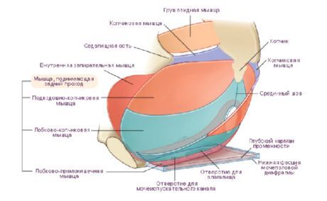 The bottom of the pelvis