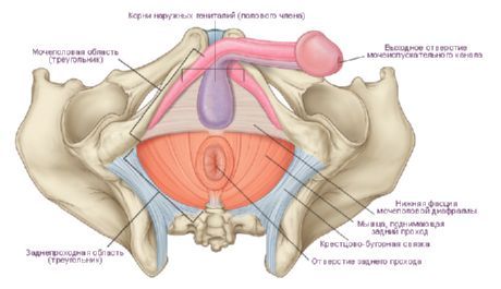 The perineum in a man