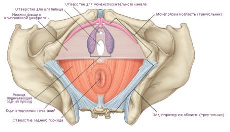 The perineum in a woman