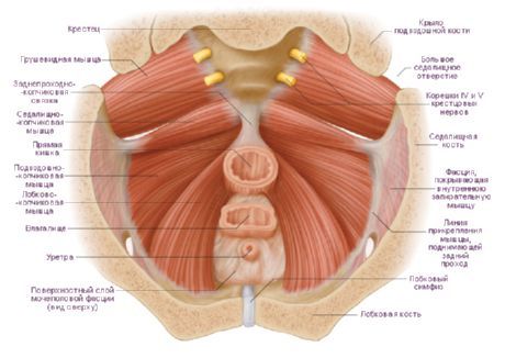 Muscles of the female pelvis
