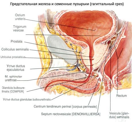 Prostate (prostate gland)