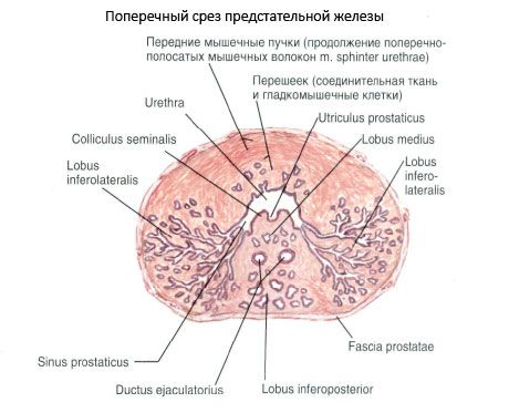 Structure of the prostate