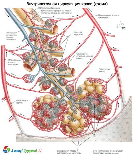 Bronchi.  Respiratory system of bronchi