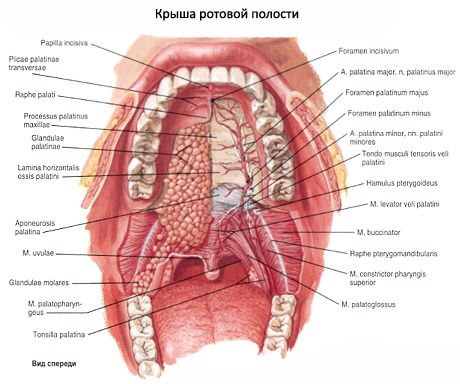 Oral cavity