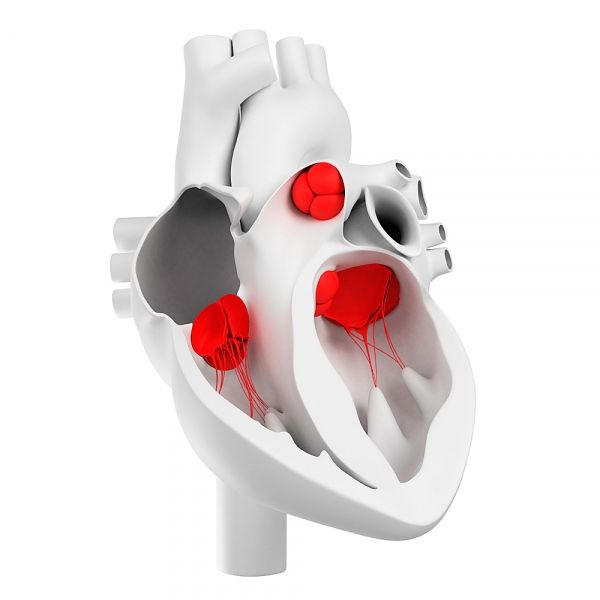 Heart valves and their morphological structure